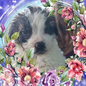 Meet your Posher, Michele